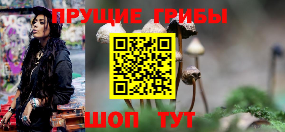что такое   Галлюциногенные грибы прущие грибы  Вход с VPN  Горно-Алтайск 